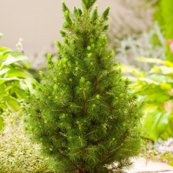 Саженец Первоцвет Ель Коника (Picea Conica) 2 л